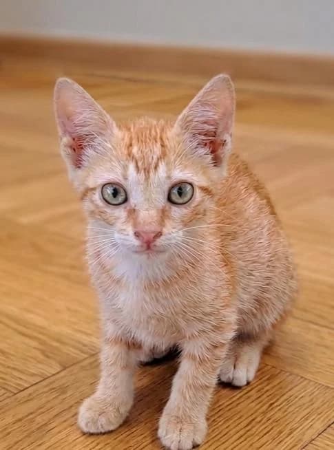 Mandarina 2* (c. externo), male puppy European Shorthair for adoption at Protectora del Baix Llobregat