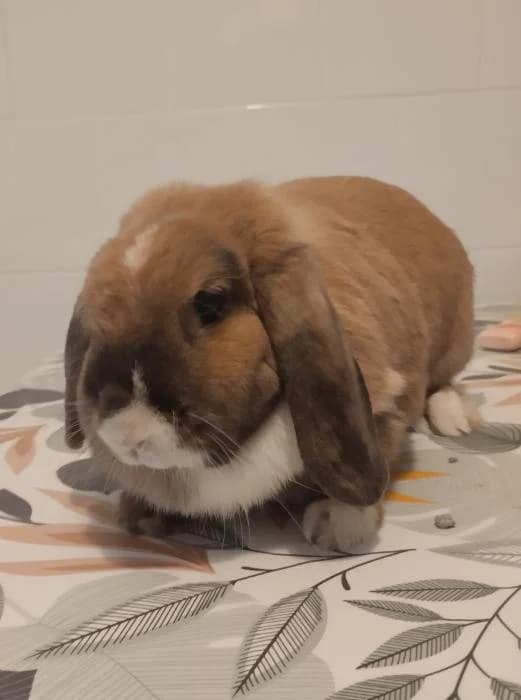 Lluna* (caso externo), female 5yo mixed breed for adoption at Protectora del Baix Llobregat
