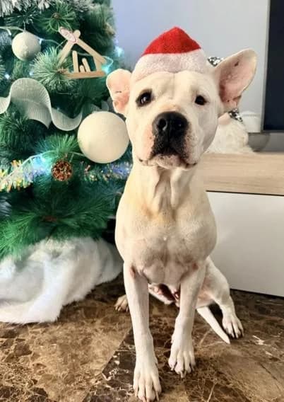 Tara 7* (caso externo), female 3yo Mixed Breed for adoption at Protectora del Baix Llobregat