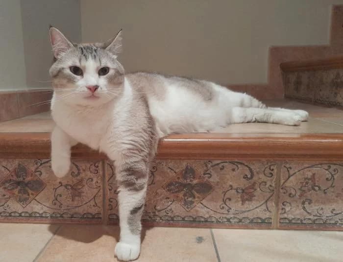Guppy* (caso externo), male European Shorthair for adoption at Protectora del Baix Llobregat