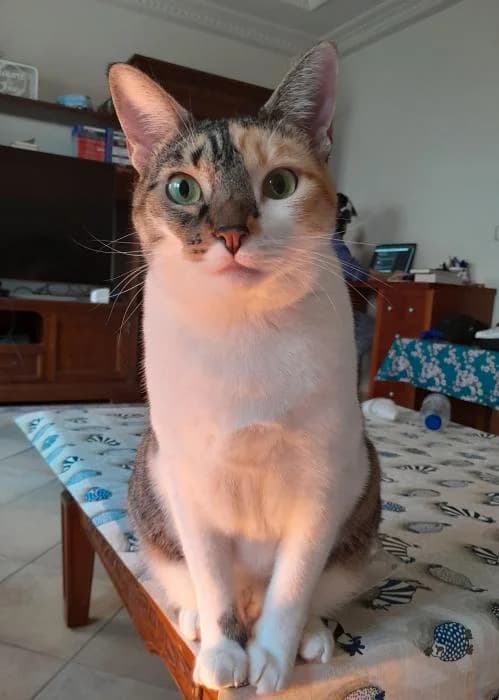 Taiga* (caso externo), female European Shorthair for adoption at Protectora del Baix Llobregat