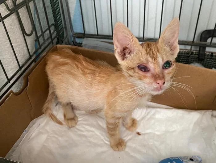 Will 3* (caso externo), male European Shorthair for adoption at Protectora del Baix Llobregat