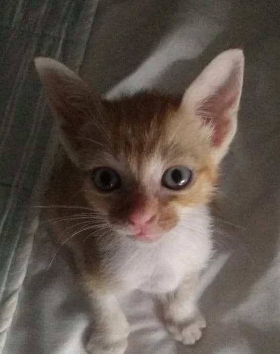 Rita 2* (caso externo), female European Shorthair for adoption at Protectora del Baix Llobregat