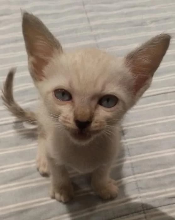 Merlín 5* (caso externo), male puppy European Shorthair for adoption at Protectora del Baix Llobregat