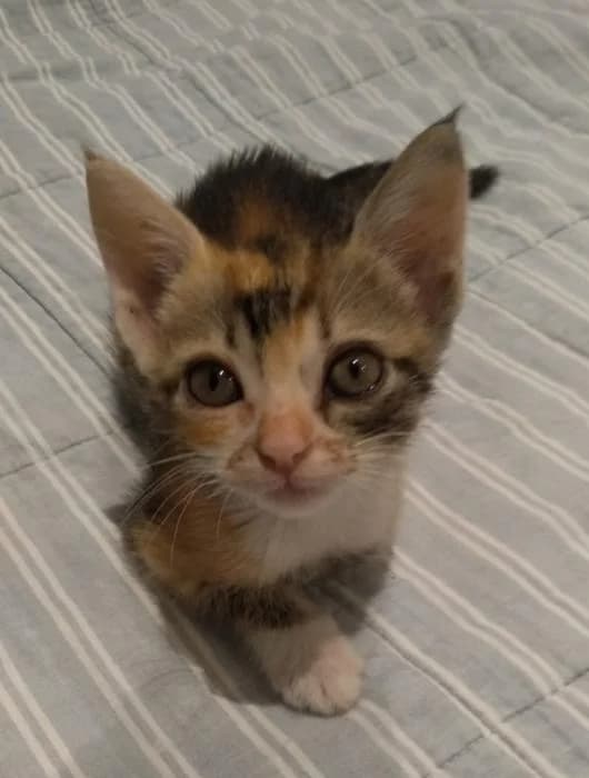 Bella olivia* (externo), female European Shorthair for adoption at Protectora del Baix Llobregat