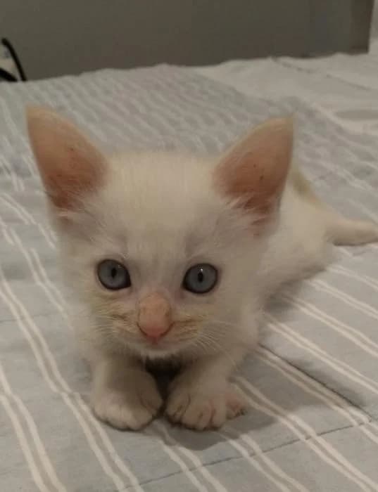 Harry* (externo), male European Shorthair for adoption at Protectora del Baix Llobregat