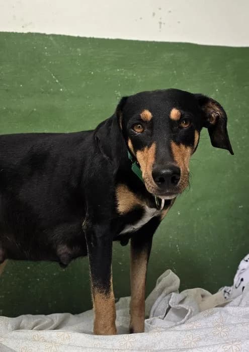 Duna 6, female Mixed Breed for adoption at Protectora del Baix Llobregat