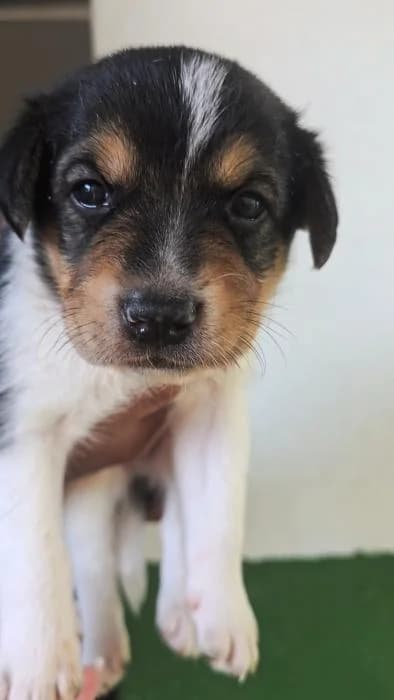 Eren, male Mixed Breed for adoption at Protectora del Baix Llobregat