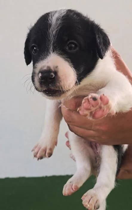 Pelayo, male Mixed Breed for adoption at Protectora del Baix Llobregat