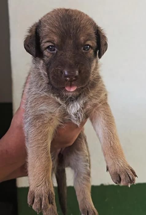 Dátil 2, female Mixed Breed for adoption at Protectora del Baix Llobregat