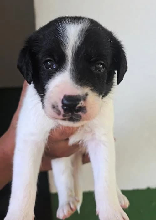 Akira 2, female Mixed Breed for adoption at Protectora del Baix Llobregat