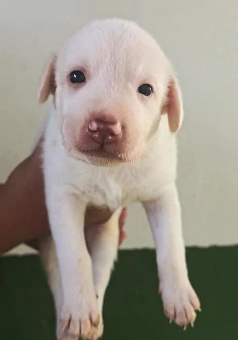 Petunia, female Mixed Breed for adoption at Protectora del Baix Llobregat