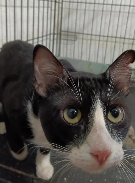 Yak* (caso externo), male European Shorthair for adoption at Protectora del Baix Llobregat