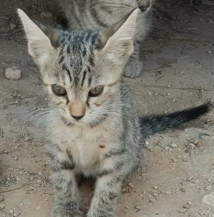 Kenia 2* (caso externo), European Shorthair (Protectora del Baix Llobregat)