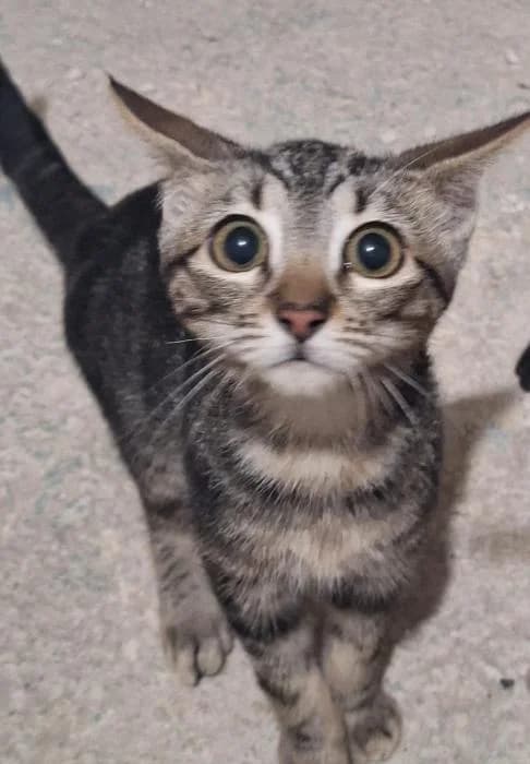 Melón* (caso externo), European Shorthair (Protectora del Baix Llobregat)