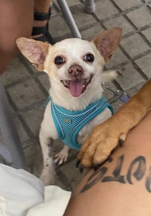 Pepe 9* (caso externo), male senior Chihuahua for adoption at Protectora del Baix Llobregat