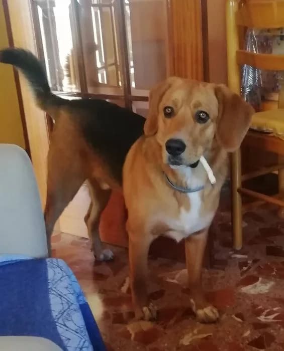 Pachu* (caso externo), male 3yo Beagle for adoption at Protectora del Baix Llobregat