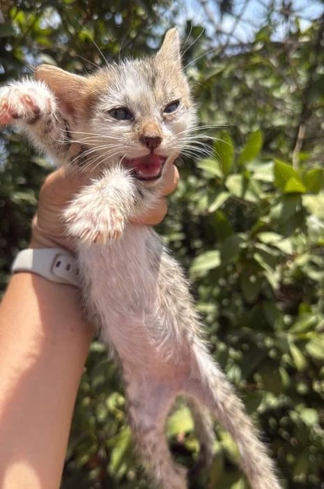 Pipa* (caso externo), female puppy European Shorthair for adoption at Protectora del Baix Llobregat