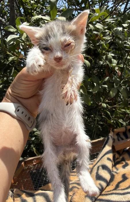 Churro* (caso externo), male puppy European Shorthair for adoption at Protectora del Baix Llobregat