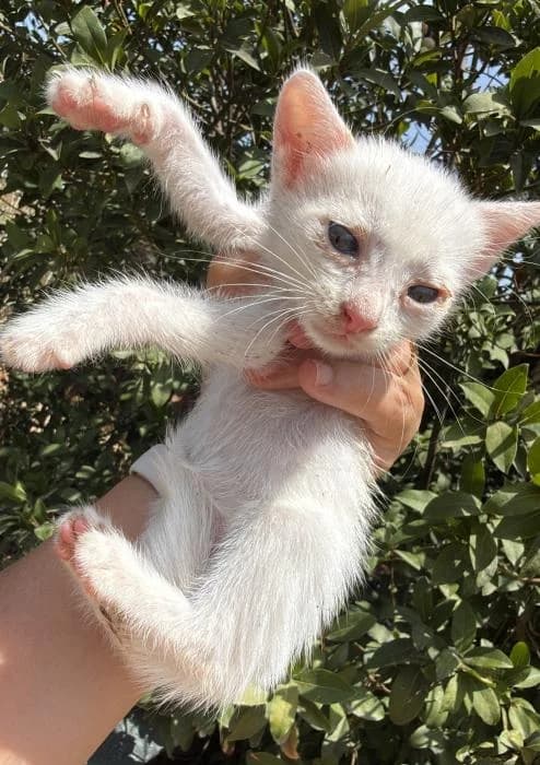 Nata* (caso externo), female puppy European Shorthair for adoption at Protectora del Baix Llobregat
