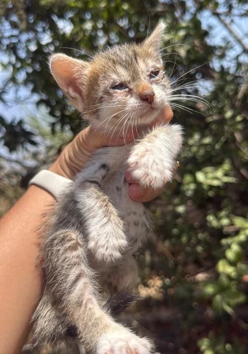 Dorito 3* (caso externo), male puppy European Shorthair for adoption at Protectora del Baix Llobregat