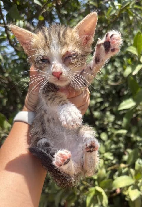 Quesito* (caso externo), male puppy European Shorthair for adoption at Protectora del Baix Llobregat