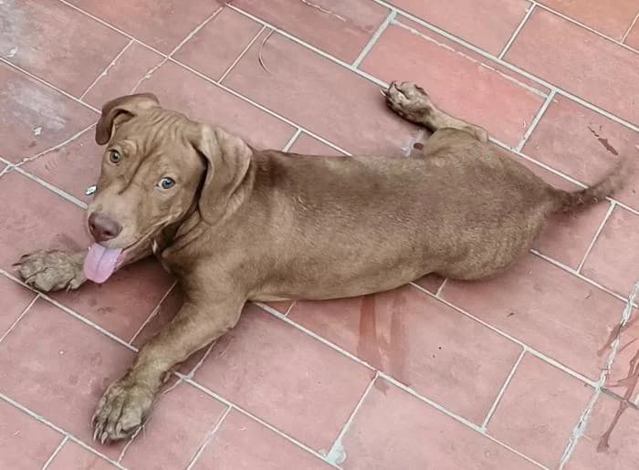Dante 2* (caso externo), male puppy Mixed Breed for adoption at Protectora del Baix Llobregat