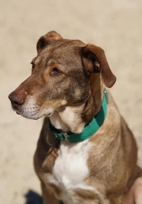 Pepo, male senior Spanish Mastiff for adoption at Protectora del Baix Llobregat