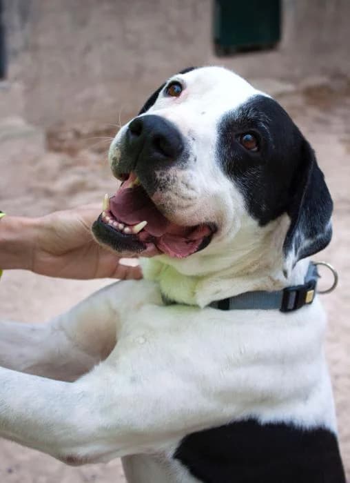 Tiwin, male senior Mixed Breed for adoption at Protectora del Baix Llobregat