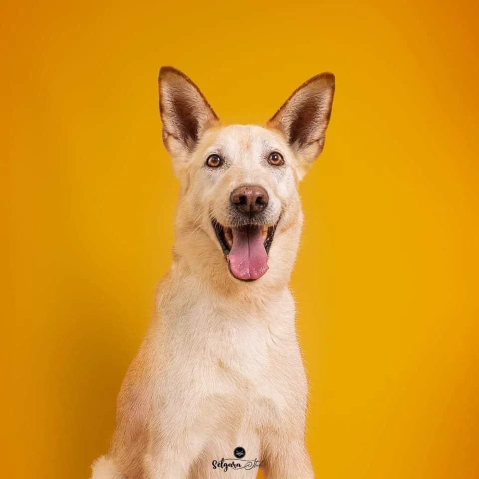MAX, male young Mixed Breed for adoption at Protectora de Burjassot