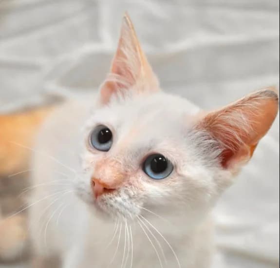 FLAVIO, Mixed Breed (Protectora de Burjassot)