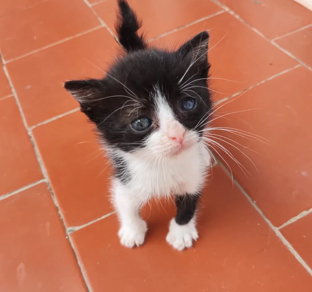 LETICIA, female senior mixed breed for adoption at Protectora de Burjassot