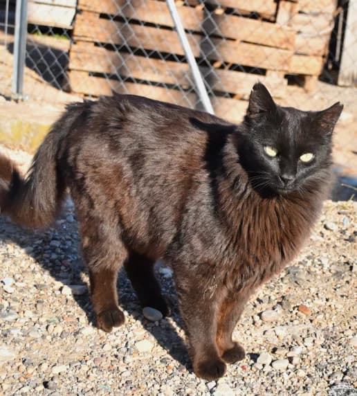 PELUDO, male Mixed Breed for adoption at Protectora de Burjassot