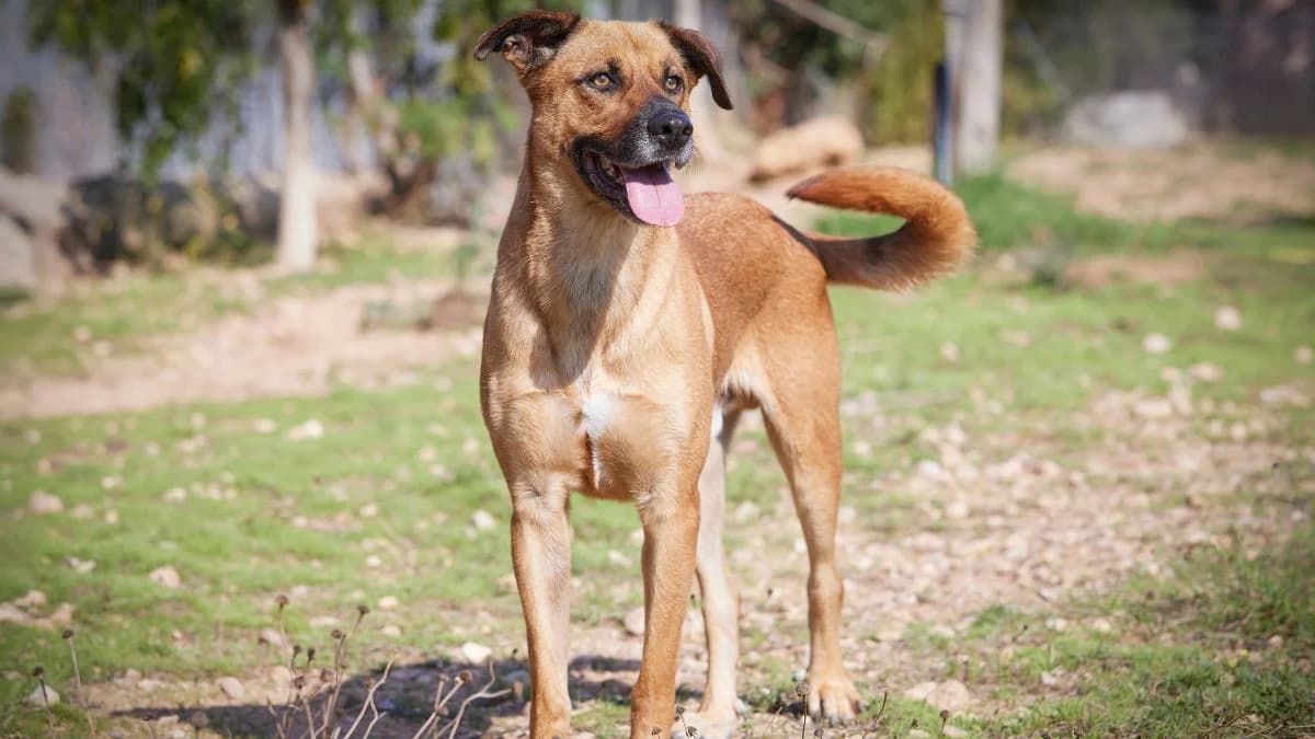 TEO, male young Mixed Breed for adoption at Protectora de Burjassot