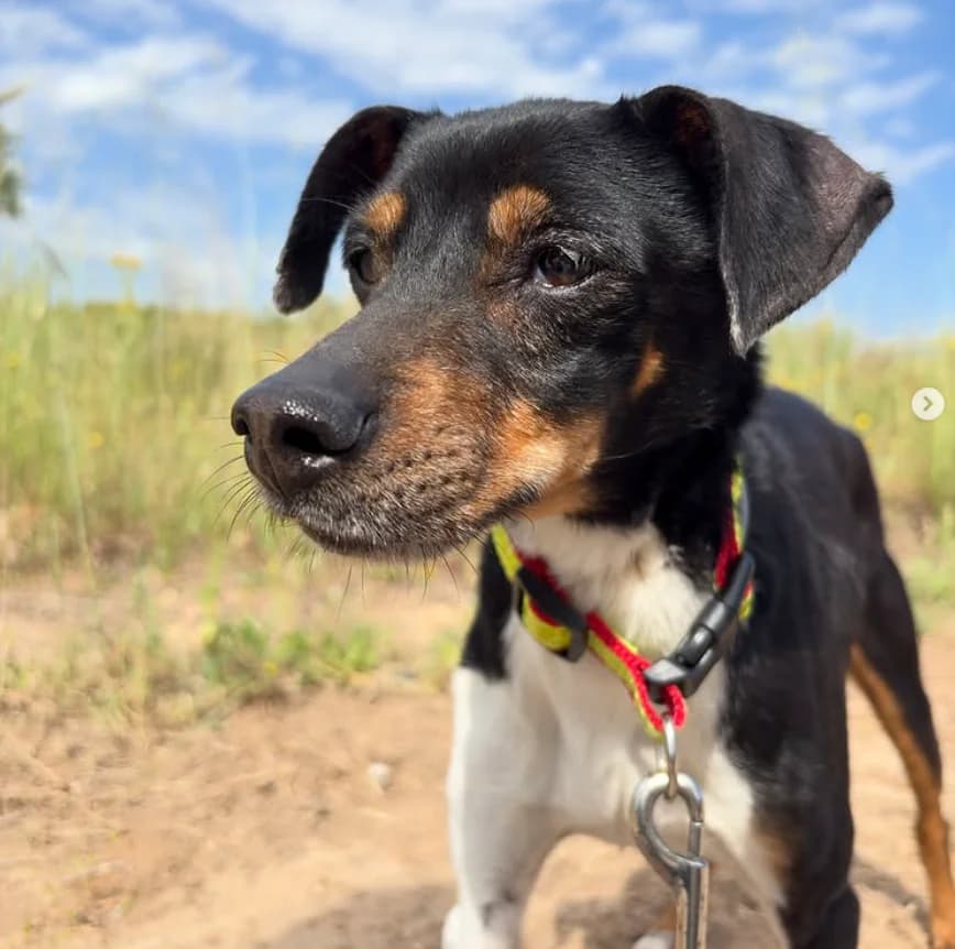 HULK, male 5yo mixed breed for adoption at Protectora de Burjassot