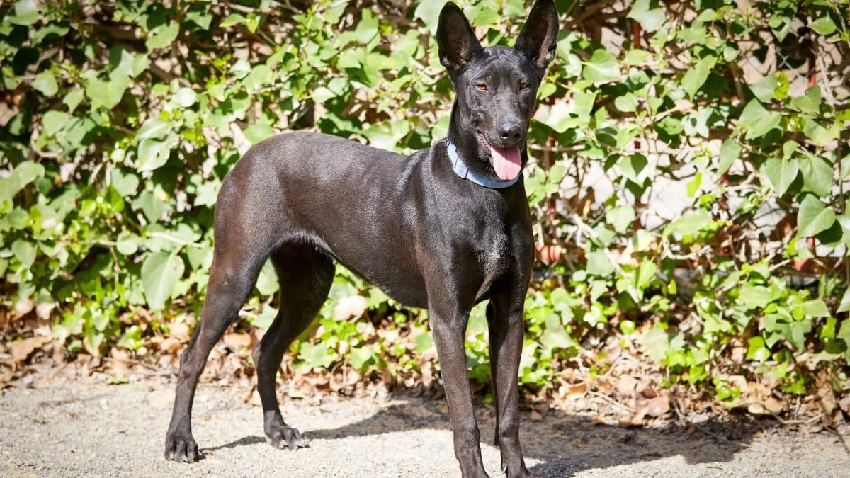 CANELO, Mixed Breed (Protectora de Burjassot)