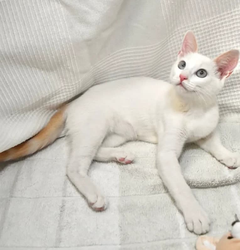 YUNA, female puppy Mixed Breed for adoption at Protectora de Burjassot