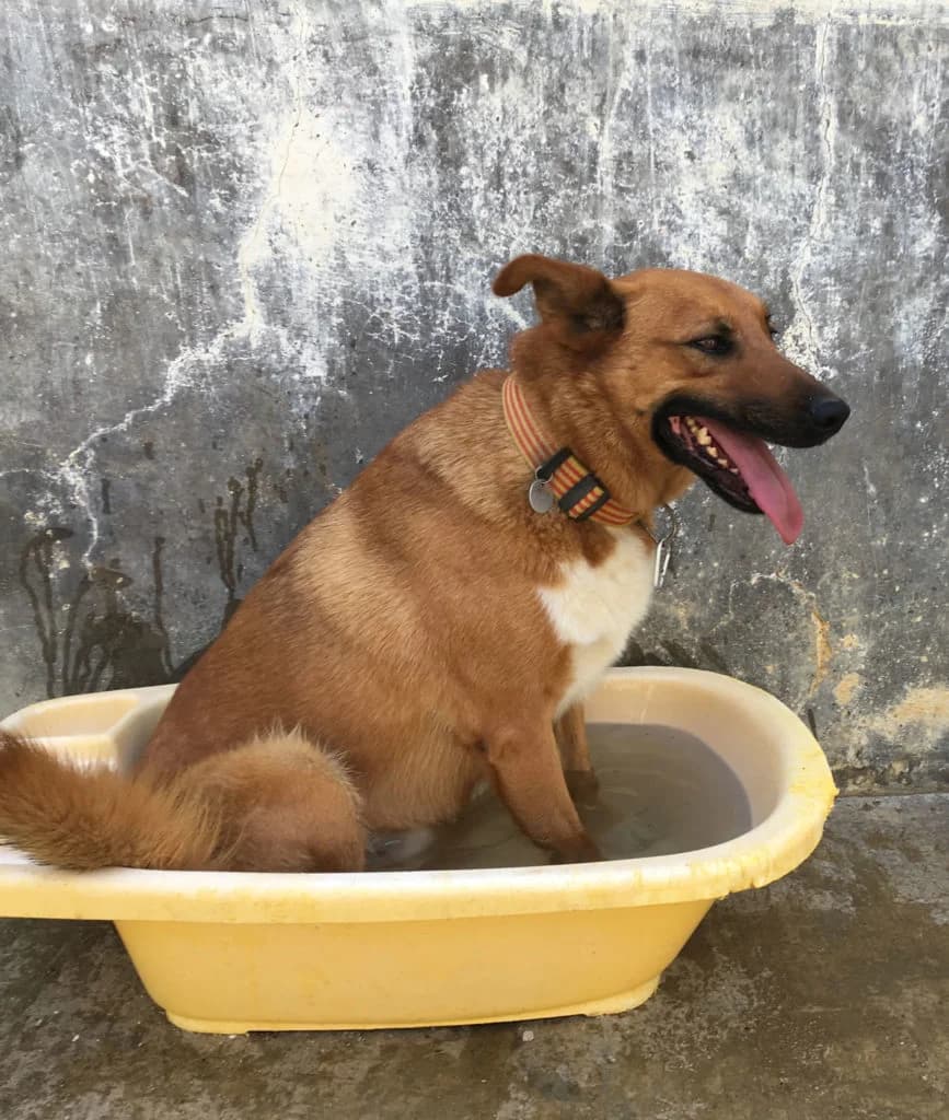 BO, male Mixed Breed for adoption at DANA Defensa Animals