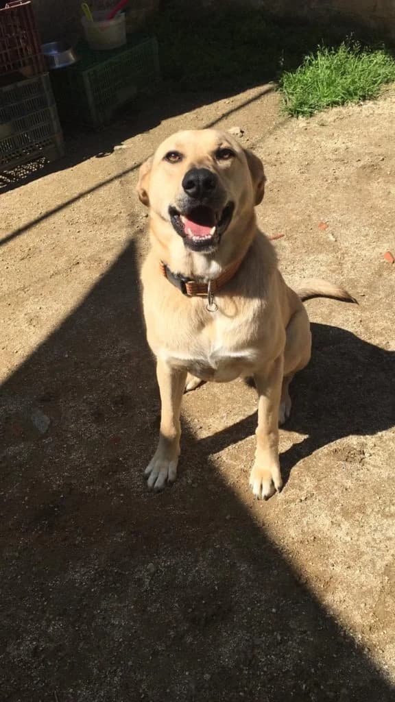 BRANDY, female Mixed Breed for adoption at DANA Defensa Animals