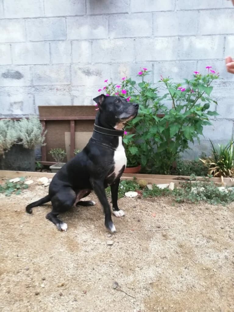 Hera, female Mixed Breed for adoption at DANA Defensa Animals