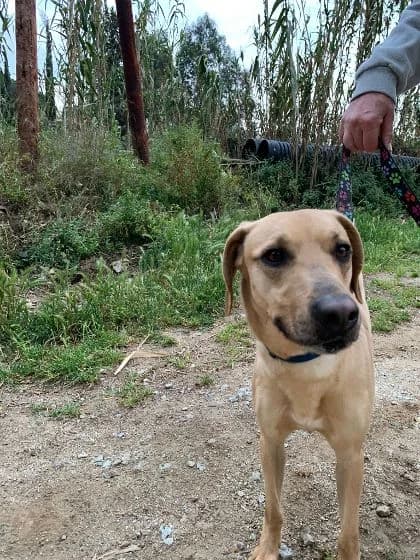 Liam, male Mixed Breed for adoption at DANA Defensa Animals