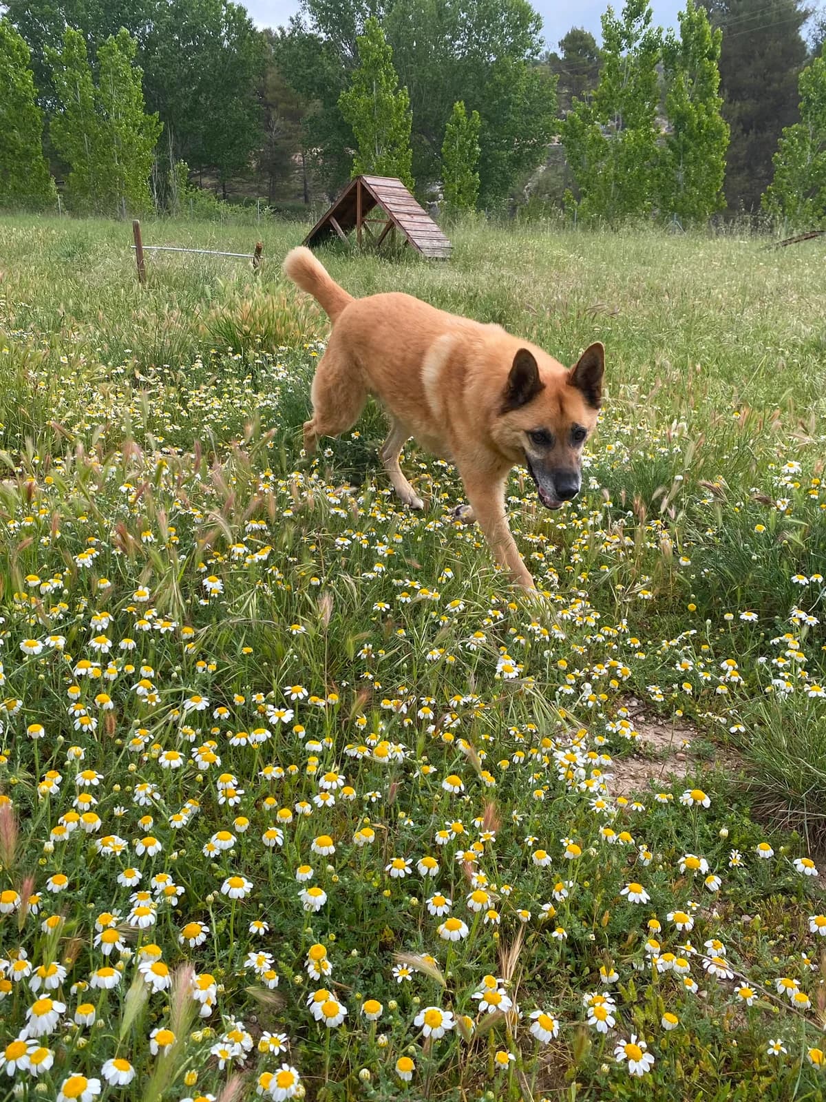 Aron, male Mixed Breed for adoption at Protectora Alcoy