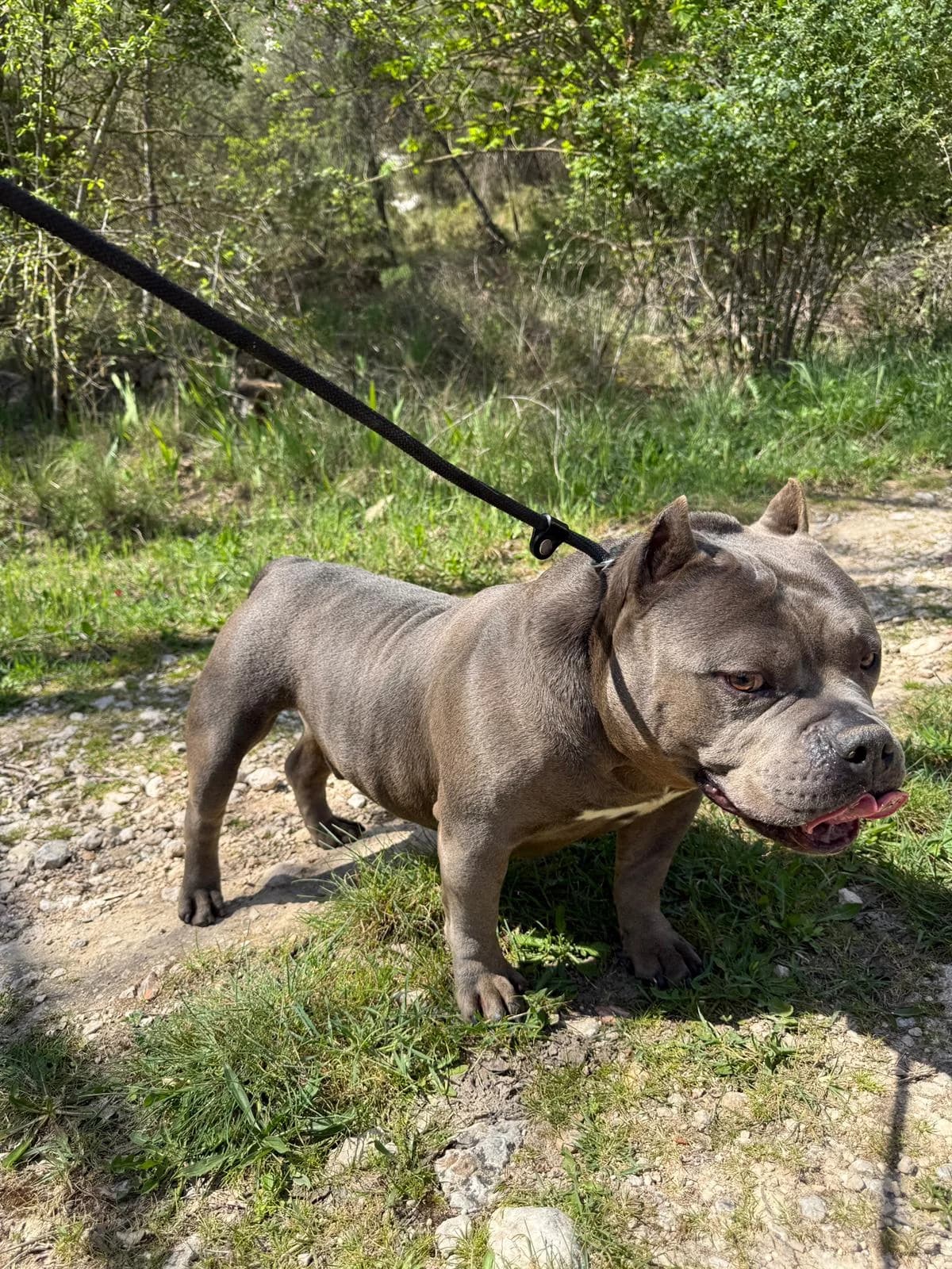 CHAMPER, male Mixed Breed for adoption at Protectora Alcoy