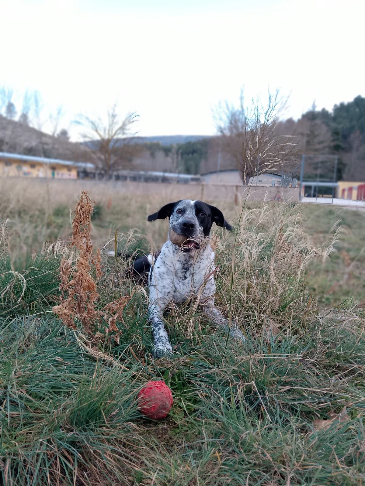 CHUSO, male Mixed Breed for adoption at Protectora Alcoy