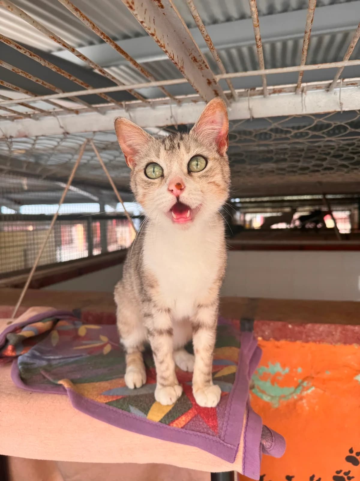CLEO, female Mixed Breed for adoption at Protectora Alcoy