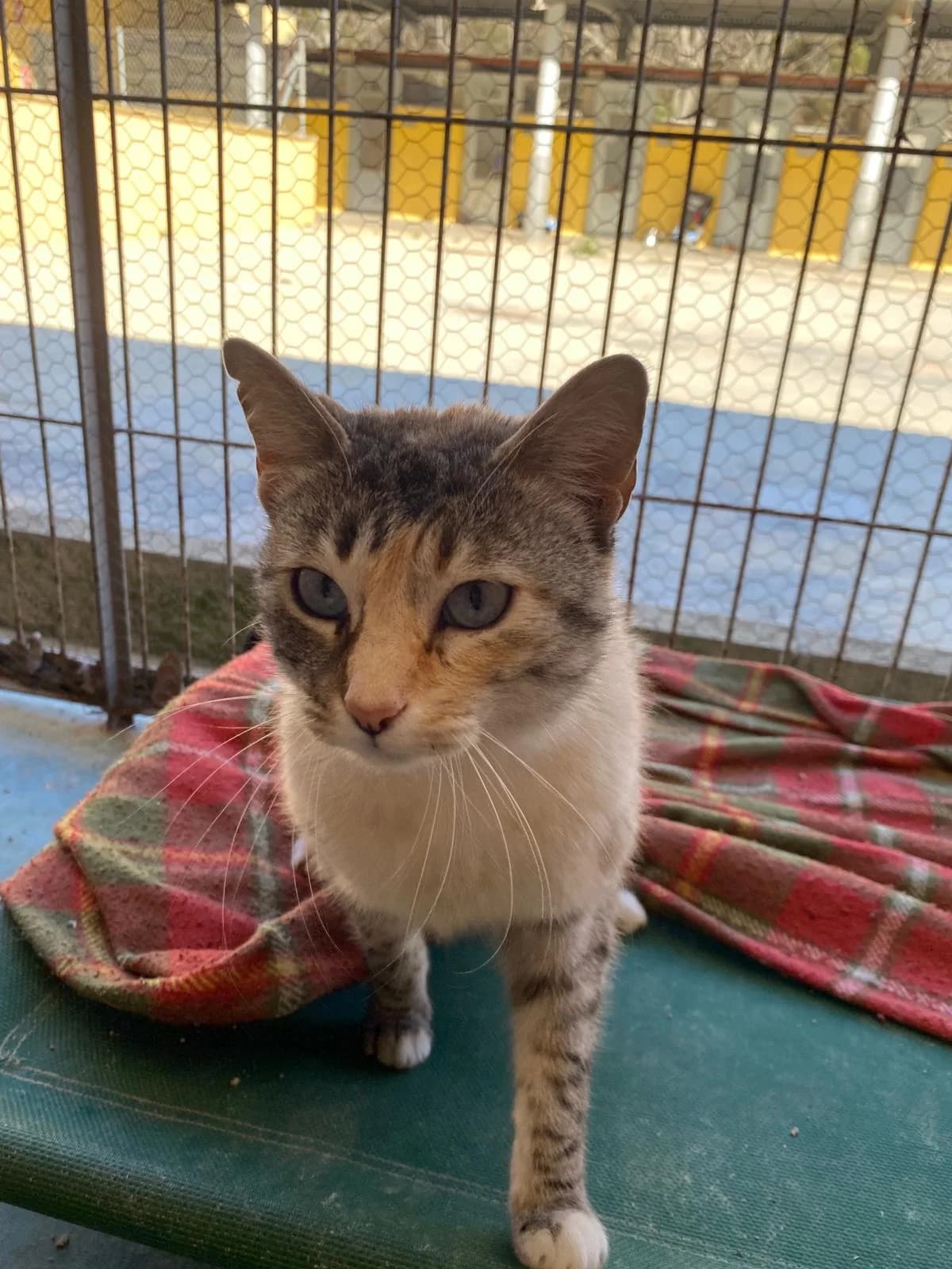 FINI, female Mixed Breed for adoption at Protectora Alcoy