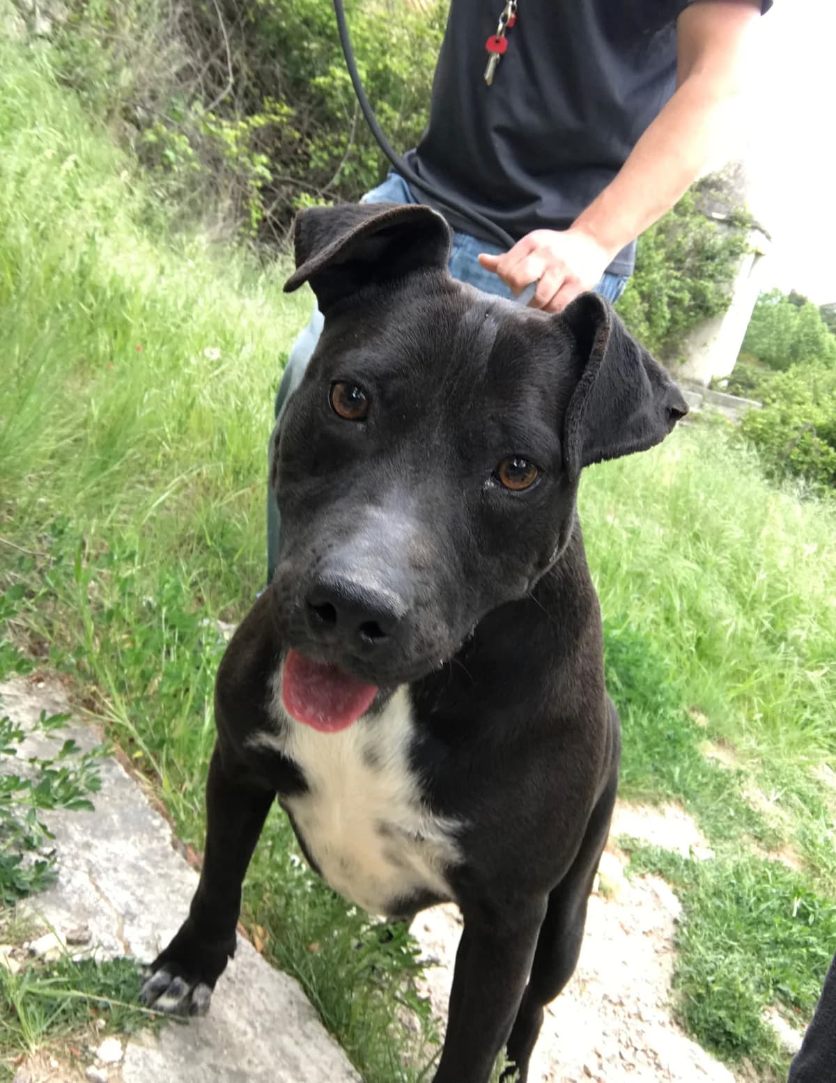 JADE, female Mixed Breed for adoption at Protectora Alcoy