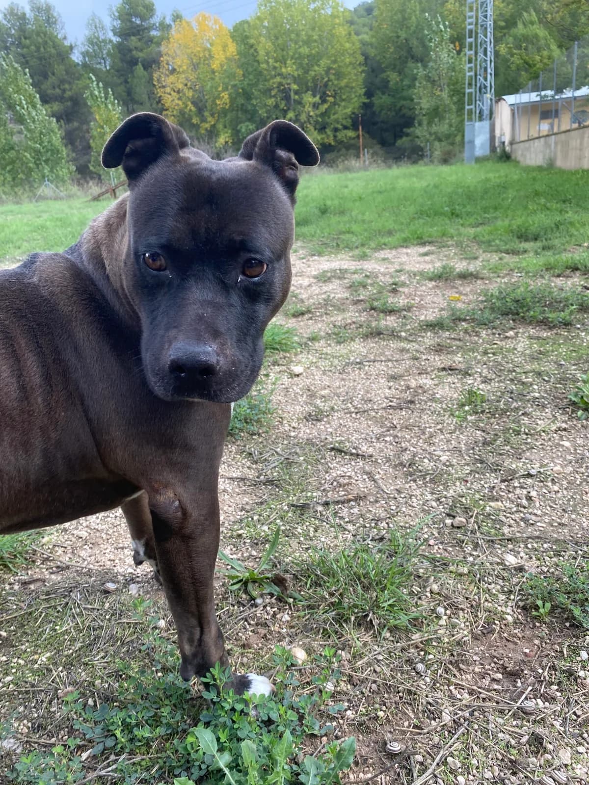 KIRA, female Mixed Breed for adoption at Protectora Alcoy