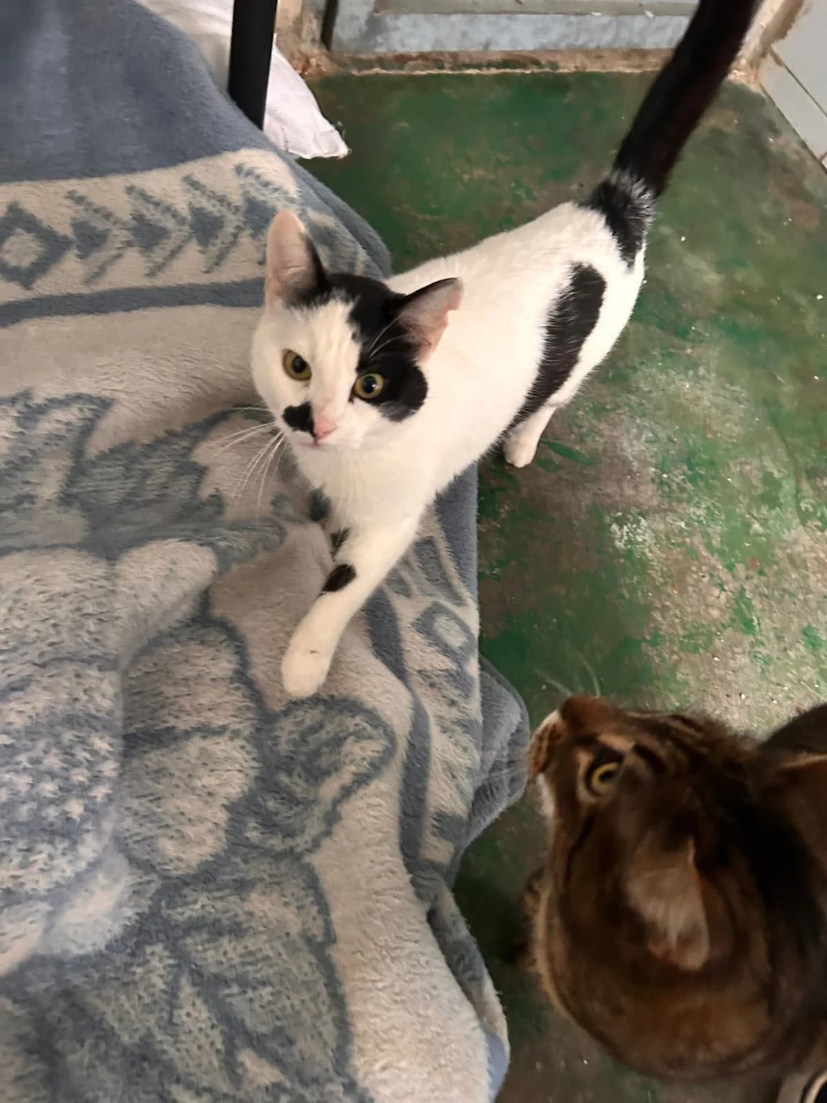 KIRI, female Mixed Breed for adoption at Protectora Alcoy