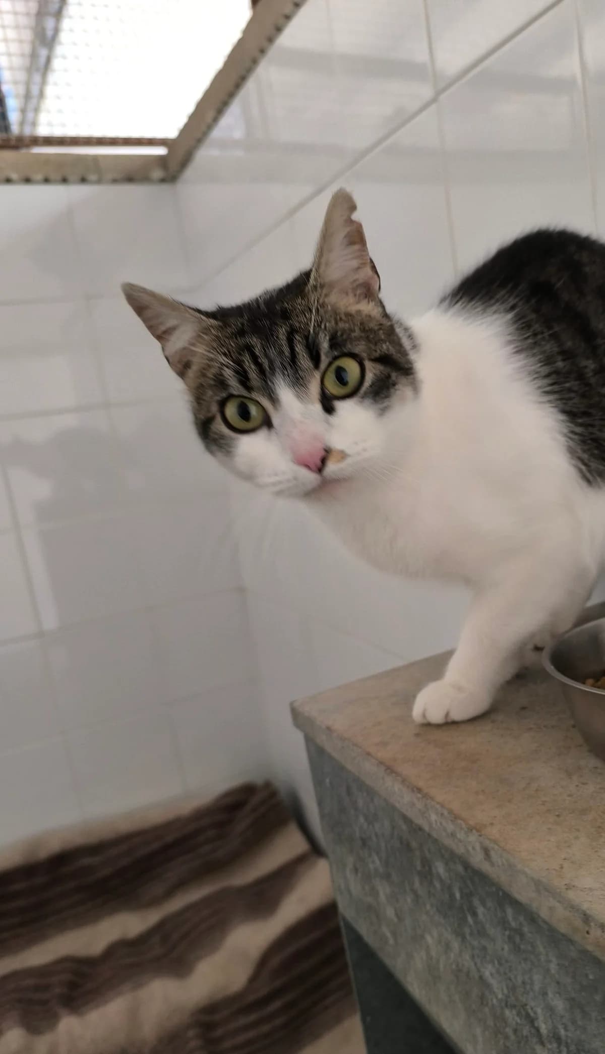 LEO, female Mixed Breed for adoption at Protectora Alcoy